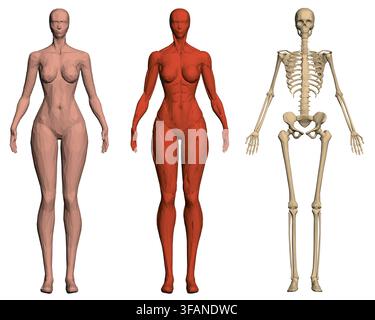 A female polygonal body model reveals the skeleton and muscle structure against a clean white background. Front view Stock Vector
