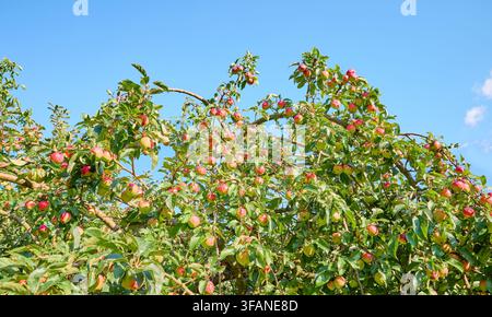 Apple tree with ripening apples on a sunny summer day. Stock Photo