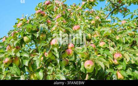 Apple tree with ripening apples on a sunny summer day. Stock Photo
