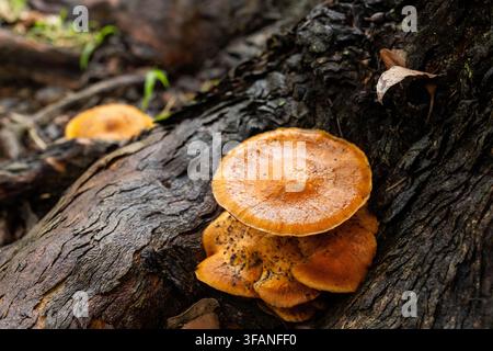 Cluster of wild orange-brown mushrooms growing on a forest floor, at the base of a tree. Stock Photo