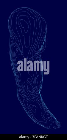 A blue contour line drawing of a arm illustrates human anatomy on a dark blue background. Stock Vector