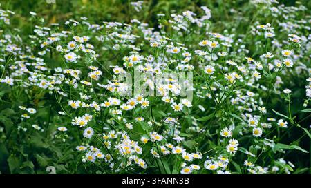 Chamomile field flowers swaving in the wind. Summer meadow full of wildflowers daisies. Medicinal plant. Lots of little white and yellow spring Stock Photo