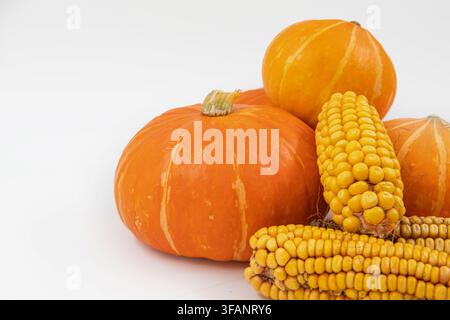 Orange pumpkins and yellow corn cobs arranged for an autumn harvest display Stock Photo