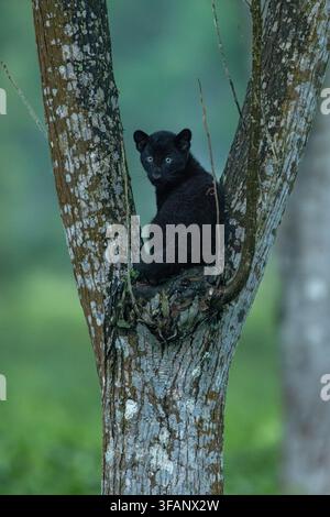 Vertical close-up portrait of a 2.5 months old melanistic Indian leopard cub climbed up on a tree partially covered in moss at a tea garden Stock Photo