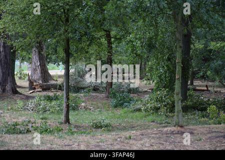 Storm-damaged woodland with fallen trees and broken branches beside Old Lake in Tata, Hungary... Stock Photo
