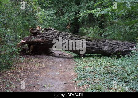 Large fallen tree blocking a woodland path after a windstorm at Old Lake in Tata, Hungary... Stock Photo