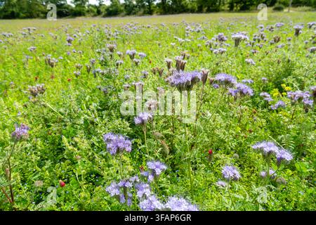 Phacelia tanacetifolia, Lacy Phacelia blooming in August in Fife, Scotland Stock Photo
