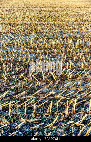 Remaining sweet corn / maize stubble after the crop was harvested - Indre-et-Loire (37), France. Stock Photo