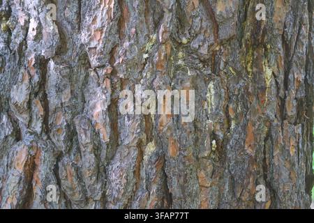 A close-up of tree bark displays dark gray and orange-brown hues, highlighting the intricate details of its surface, with deep cracks and prominent kn Stock Photo