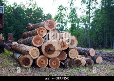 Large pile of freshly cut tree logs in a forest Stock Photo