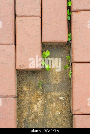A plant growing through a crack in concrete. The tiny green sprout demonstrates the power of life and the struggle for survival. Stock Photo