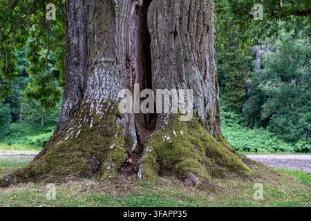Massive old tree trunk with a deep natural hollow, exposed roots and moss in a green park setting. Stock Photo