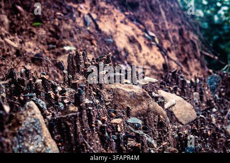 Close-up of eroded reddish-brown soil forming spike-like formations after heavy rainfall, with scattered small stones. Stock Photo