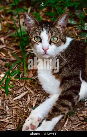 A commercial close-up photograph of a curious stray tabby and white cat resting outdoors on the ground among green grass and dry foliage. The cat looks directly into the camera with alert green eyes, showcasing its expressive face, white chest, and patterned fur. Stock Photo