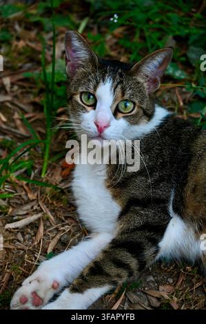 A commercial close-up photograph of a curious stray tabby and white cat resting outdoors on the ground among green grass and dry foliage. The cat looks directly into the camera with alert green eyes, showcasing its expressive face, white chest, and patterned fur. Stock Photo