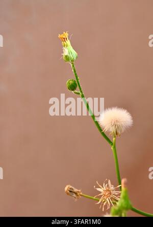 A commercial close-up photograph of a wild weed stem displaying various stages of life, including a small green bud, a blooming yellow flower head, and a fluffy white dandelion-like seed head. The delicate plant is set against a soft, neutral brown background, creating a minimalist botanical composition. Stock Photo