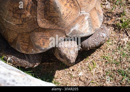 Leopard tortoise resting on grassy ground near Cape Town Stock Photo
