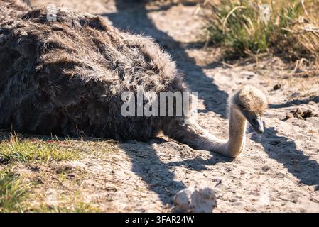 An ostrich rests with its head on sandy ground Stock Photo