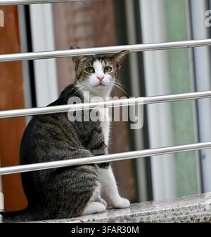 A commercial portrait of a tabby and white bicolor cat sitting alertly on a concrete balcony ledge, viewed from behind a horizontal metal pipe railing. Stock Photo