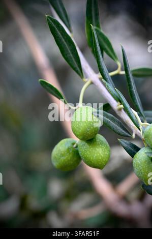 A close-up photograph of a cluster of fresh green olives hanging on a tree branch with green leaves against a soft blurred background. Stock Photo