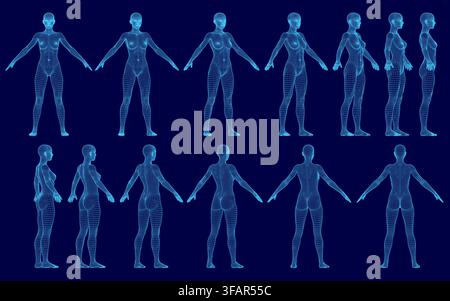 A wireframe model of a woman's body in multiple poses against a blue background provides a detailed anatomical study. Stock Vector