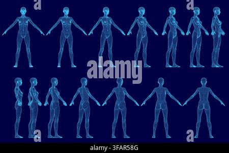 A slim woman's wireframe model set in various poses against a blue background provides a detailed anatomical study. Stock Vector
