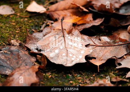 Autumn leaves covered with dew lying on the ground. Stock Photo