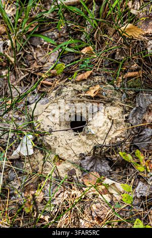 A vertical close-up shot of one animal burrow entrance hole in sandy soil surrounded by green grass, pine needles and dry fallen leaves Stock Photo