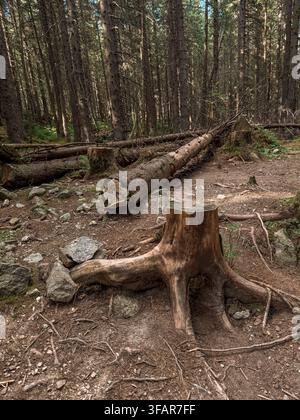 Weathered tree stump and fallen logs on forest trail in dense pine woods Stock Photo