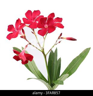 Red oleander flowers, buds and leaves on white background. Stock Photo