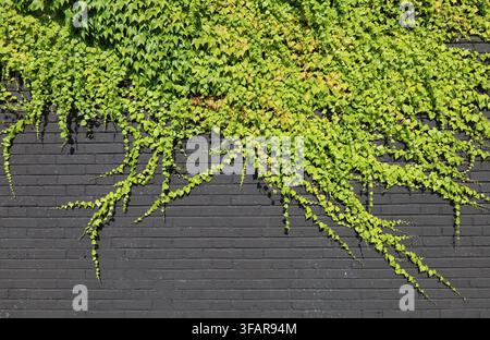 Brick wall painted in black half covered with ivy. Background for copy space. Stock Photo