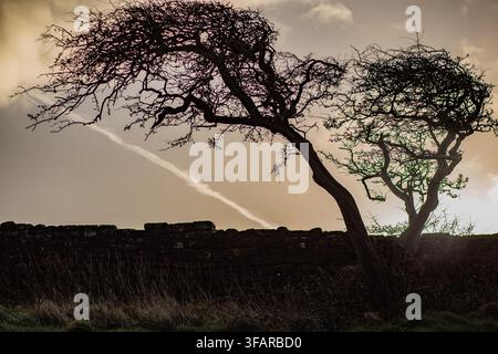 Trees stand near a stone wall under a cloudy sky at Furness Abbey in Cumbria during the afternoon light Stock Photo