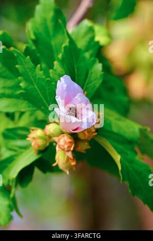 A photograph of a pale pink hibiscus flower with a honeybee inside, surrounded by green leaves and buds on a plant. Stock Photo
