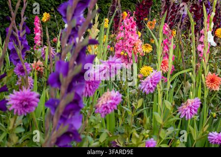 A colourful mixed flower bed in full summer bloom Stock Photo