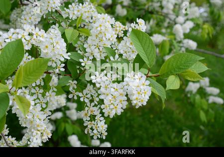 Spring White Flowers of bird cherry tree in Bloom wallpaper Stock Photo