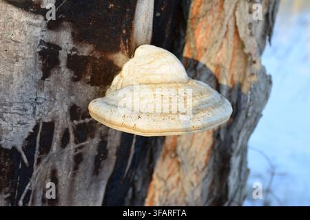 White Polypore Mushroom on Decaying Tree Trunk close up Stock Photo