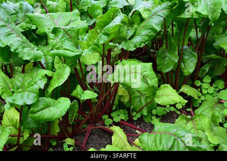 Beet Plant Growing in Garden Soil close up, Beta vulgaris Stock Photo