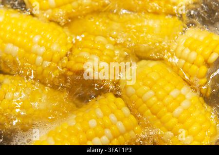 Yellow corn cobs cooking in bubbling hot water, preparing a healthy meal Stock Photo