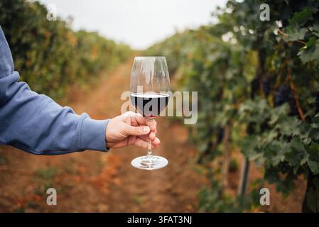 Individual holds a glass of red wine in a vineyard, with green grapevines and a dirt path visible in the background Stock Photo