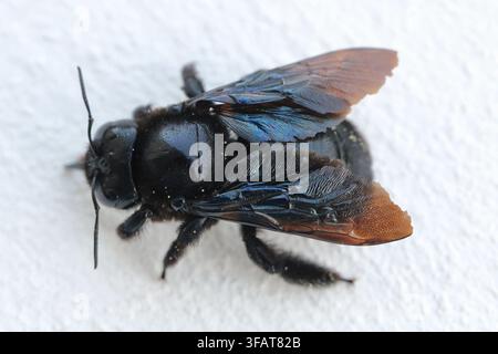 violet carpenter bee (Xylocopa violacea) closeup Stock Photo