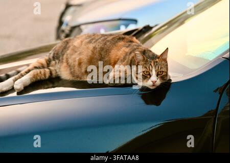 A close-up photograph capturing a relaxed tortoiseshell tabby cat lying down comfortably on the shiny black hood of a car near the windshield, looking directly at the camera with curious eyes. Stock Photo