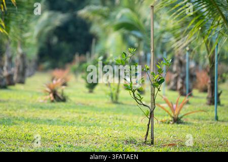 Farm field with lime trees in rural Thailand village, agricultural plantation growing citrus fruits. Stock Photo