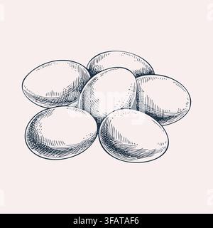 Chicken Eggs Vintage Hand Drawn Illustration Stock Vector