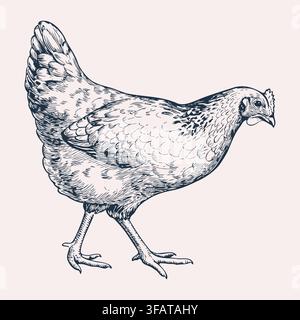 Hand Drawn Hen Farm Chicken Vintage Sketch Stock Vector