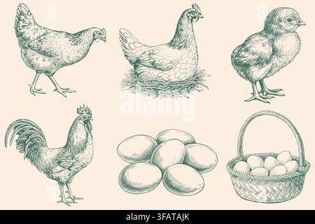 Farm Chicken Rooster Chick and Eggs Vintage Set Stock Vector