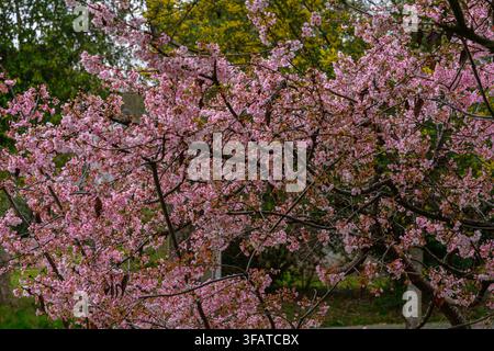 Pink cherry blossoms bloom densely on a tree branch. Soft petals contrast with dark, twisting branches. Green foliage frames the blossoms in backgroun Stock Photo