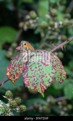 Gatekeeper butterfly: Pyronia tithonus. Cornwall, UK Stock Photo