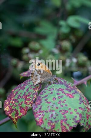 Gatekeeper butterfly: Pyronia tithonus. Cornwall, UK Stock Photo