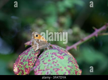 Gatekeeper butterfly: Pyronia tithonus. Cornwall, UK Stock Photo