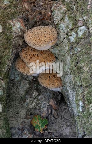 Oak Bracket fungus: Inonotus dryadeus. On old Oak ttree. Dorset, UK. (AKA Weeping Polypore) Stock Photo